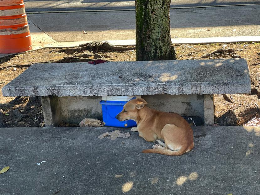 Este perrito vigila el banco donde su dueño murió en el Centro Médico.