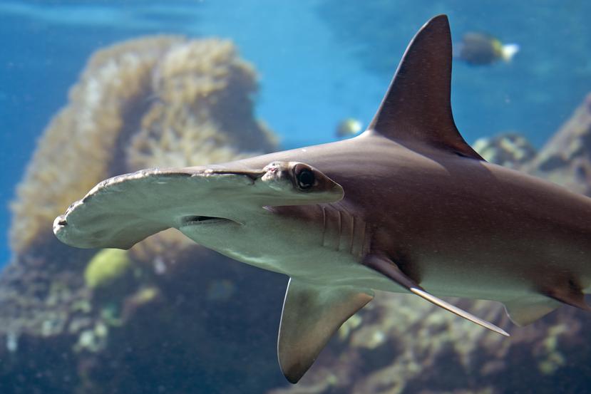 En la bobina, los tiburones se movieron en una dirección u otra en función de la ubicación del campo magnético simulado respecto a su hábitat, confirmando las sospechas de la comunidad científica.