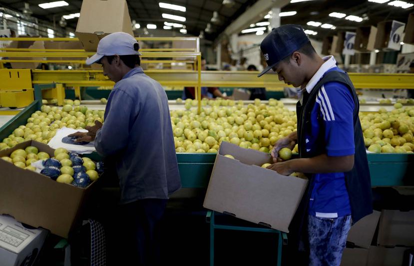 Trabajadores empaquetan limones en cajas en una planta en Tucumán, Argentina. (AP)
