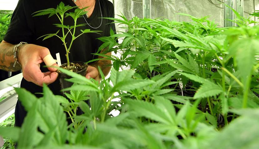 Las empresas que han recibido licencia del gobierno para producir cannabis han estado trabajando en las últimas semanas para producir la máxima cantidad posible de marihuana. (EFE)