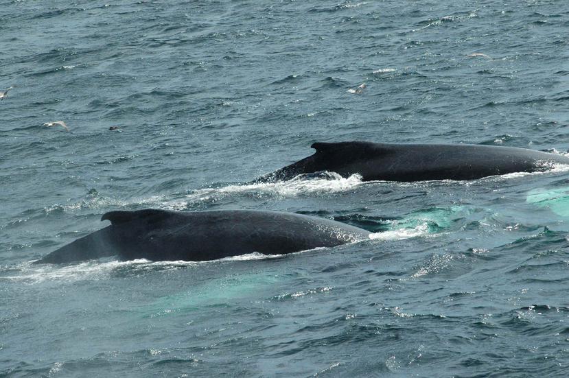 La ballena jorobada fue puesta en la lista federal de especies en peligro de extinción en 1970, y ahora agencias federales proponen excluirla de esta lista dada la evidencia de su recuperación poblacional. (Suministrada / DRNA)