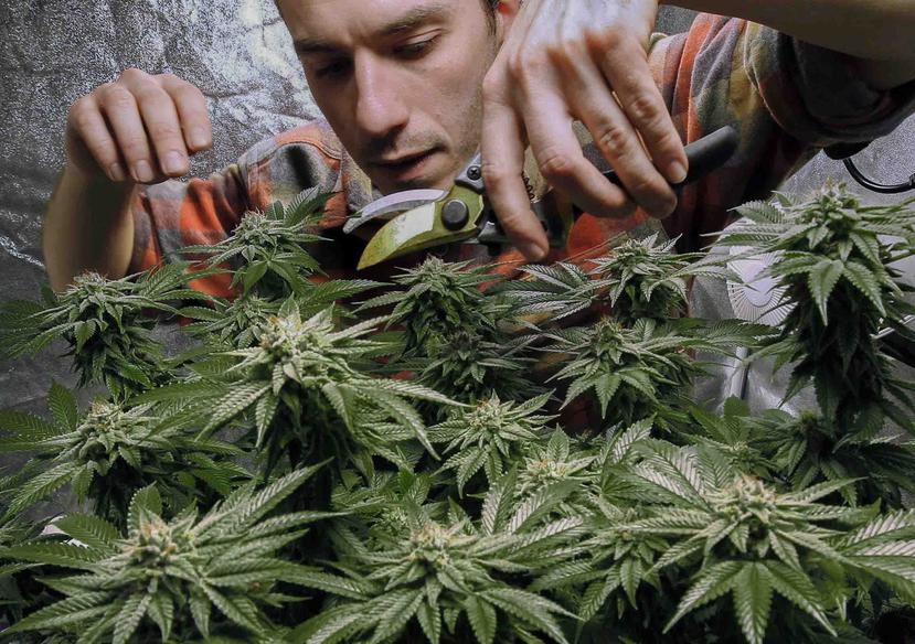 James MacWilliams poda una planta de mariguana que él cultiva en Portland, Maine.