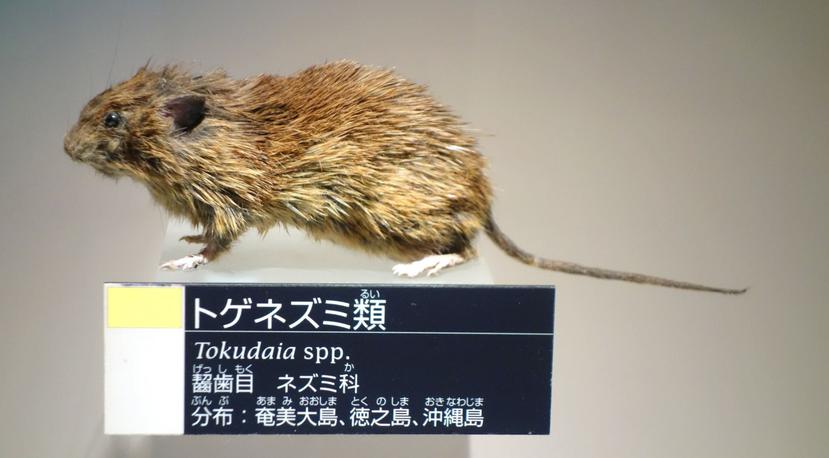 Esta especie de roedores, denominada Tokudaia osimensis, vive en unas islas de Japón y se encuentra en peligro de extinción debido a la destrucción de su hábitat.
(Toma pantalla / Museo de Ciencia y Naturaleza en Tokio)