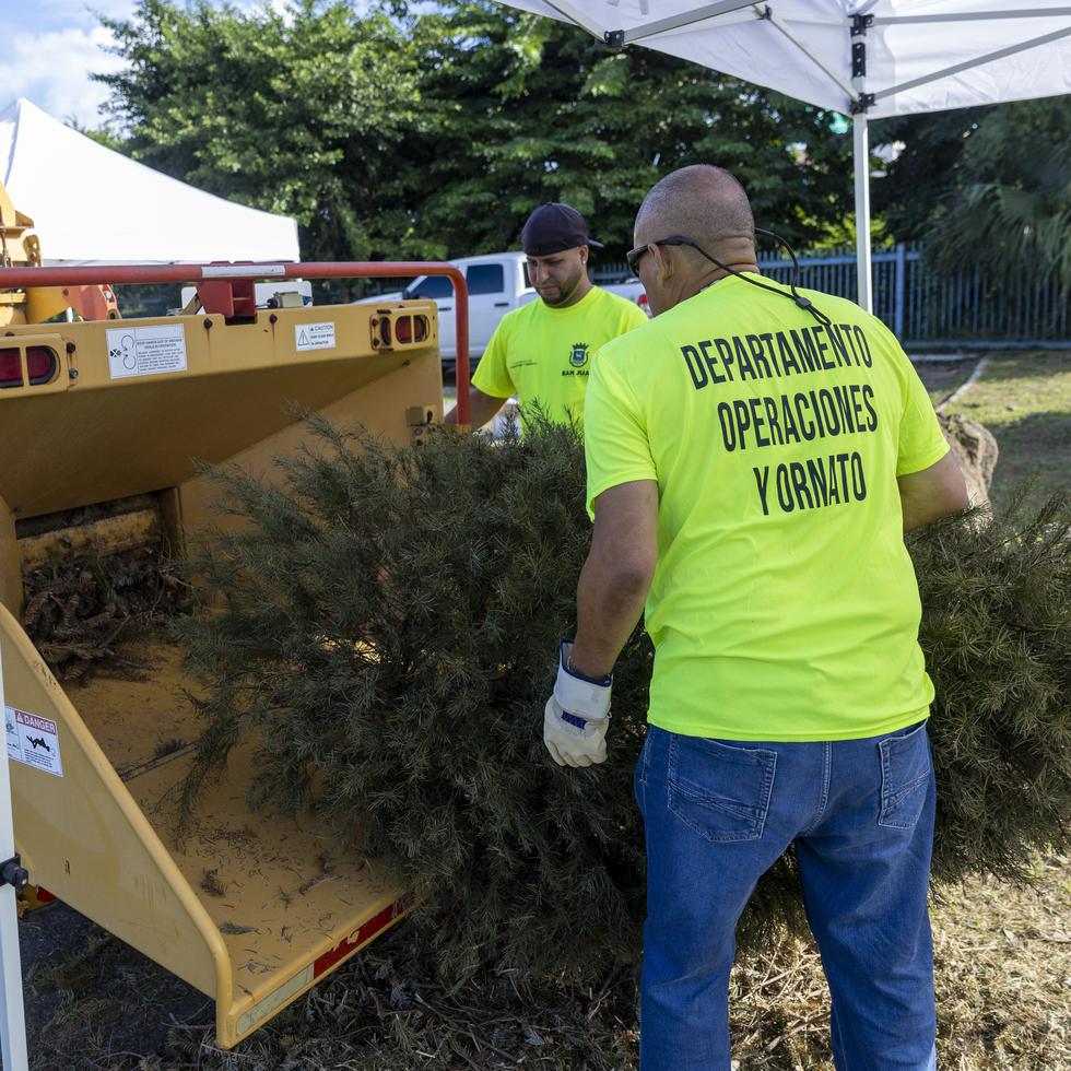 Hasta la 1:00 p.m. de hoy, se habían reciclado alrededor de 400 árboles entre viernes y sábado.