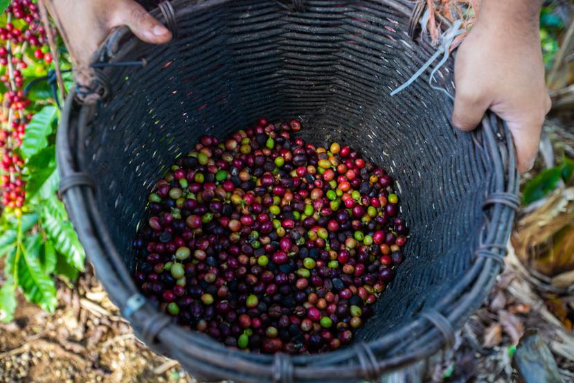 La Finca Samara en Adjuntas perdió el 70% de su cosecha de café para este 2021 debido al impacto de la antracnosis entre sus cinco cuerdas de terreno.