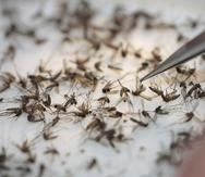 El dengue se contagia a través del mosquito aedes aegypti. (GFR Media)