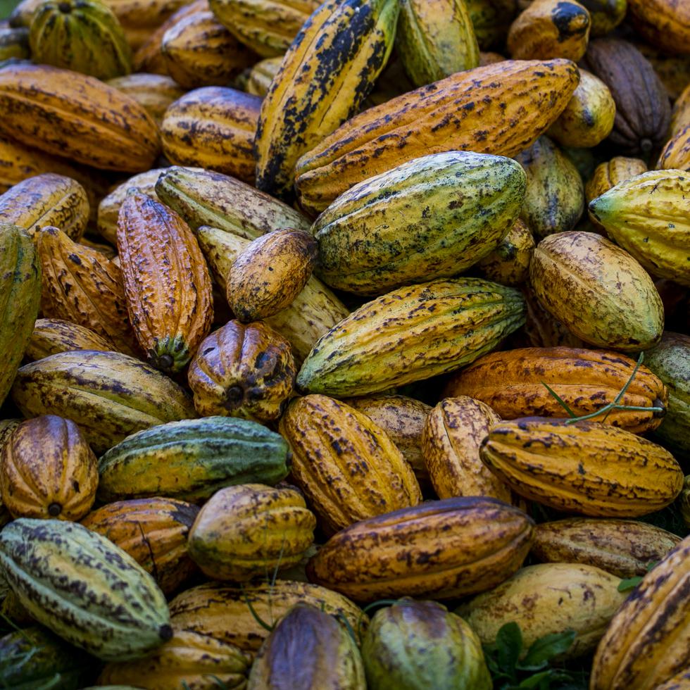 En la hacienda Jeanmarie Chocolat, en Aguada, se cosecha un cacao fino y aromático con el que se producen una variedad de productos que pueden adquirirse allí y que ya comienzan a exportarse.  

Xavier Garcia / Fotoperiodista