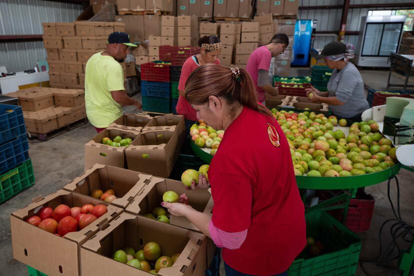 Empleados y voluntarios laboran en la Finca González en Guánica empaquetando la cosecha de tomates.
