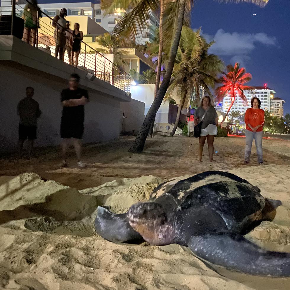 Voluntarios del grupo tortuguero "7 Quillas" miran a una tortuga tinglar bautizada como Esther, de 1.5 metros de longitud, y quien fue la primera en arribar a San Juan para desovar esta temporada.