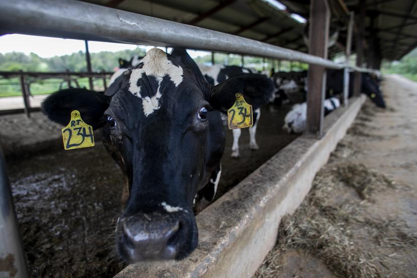 Según el presidente de la Asociación de Agricultores de Puerto Rico, la falta de energía eléctrica ha provocado una reducción en la producción de alimentos para las vacas.