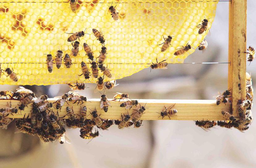 La Fortaleza confirmó ayer que está evaluando el uso del insecticida Naled, cuyo uso puede impactar adversamente otros animales como las abejas, vitales para la agricultura. (Archivo)