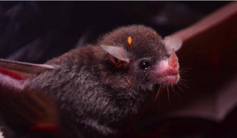 Los murciélagos se alimentan de frutas que consumen en grandes cantidades durante la noche. (GFR Media / Archivo)