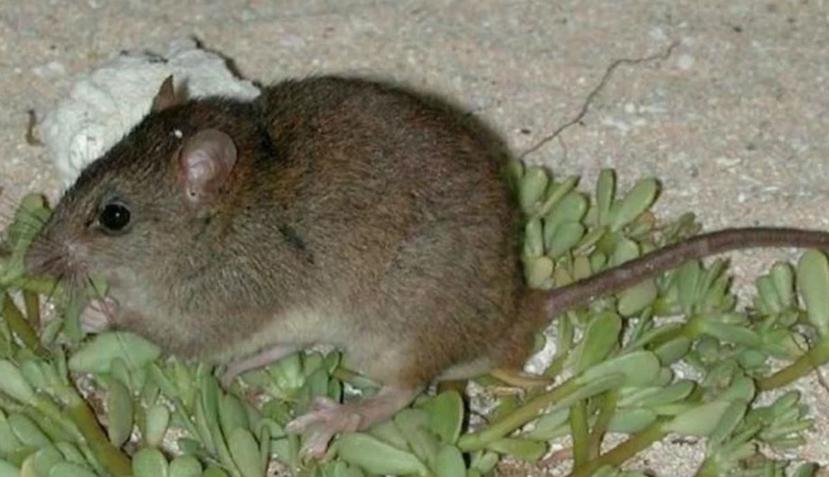 Antes de extinguirse, estos roedores eran los únicos mamíferos nativos de la Gran Barrera de Coral. (Queensland Government)