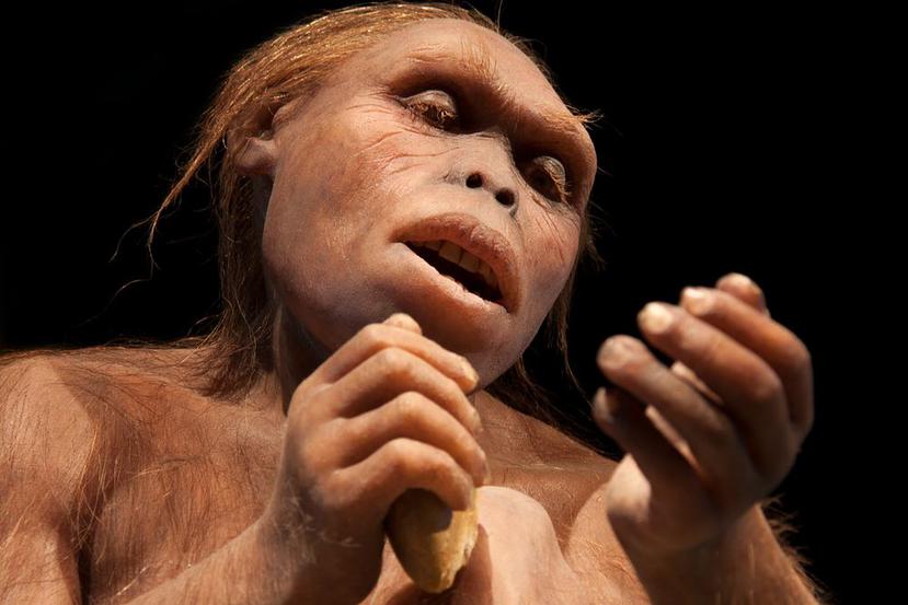 El Homo erectus es uno de nuestros ancestros directos. (Shutterstock)