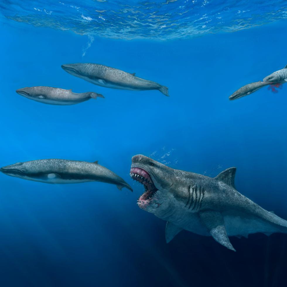 Esta ilustración describe el momento en que un tiburón Otodus megalodon de 52 pies intenta devorar a una ballena balaenoptera de 26 pies durante la era del Plioceno, entre hace 5.4 millones y 2.4 millones de años.