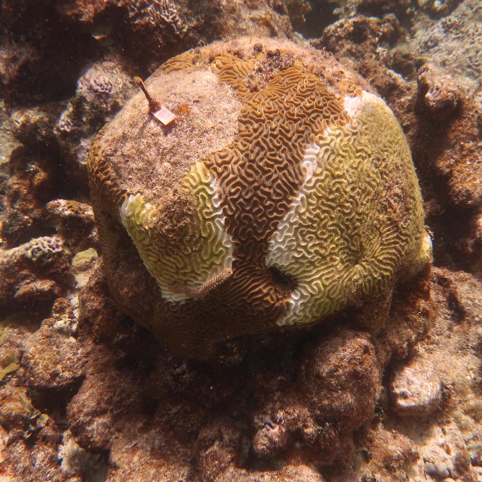Coral afectadod por la llamada enfermedad de la pérdida de tejido de los corales, en inglés conocida como “stony coral tissue loss disease” o SCTLD