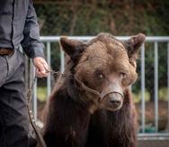 El grupo de protección de animales AVES Francia circuló la imagen del oso Mischa en grave estado de salud. (AVES Francia)