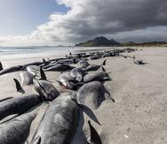 Un grupo de calderones se ve varado en la arena en Tupuangi Beach, en las Islas Chatham, Nueva Zelanda.