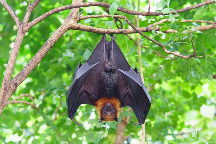 Los murciélagos son de los animales que pueden contagiar más a los virus. (Shutterstock)