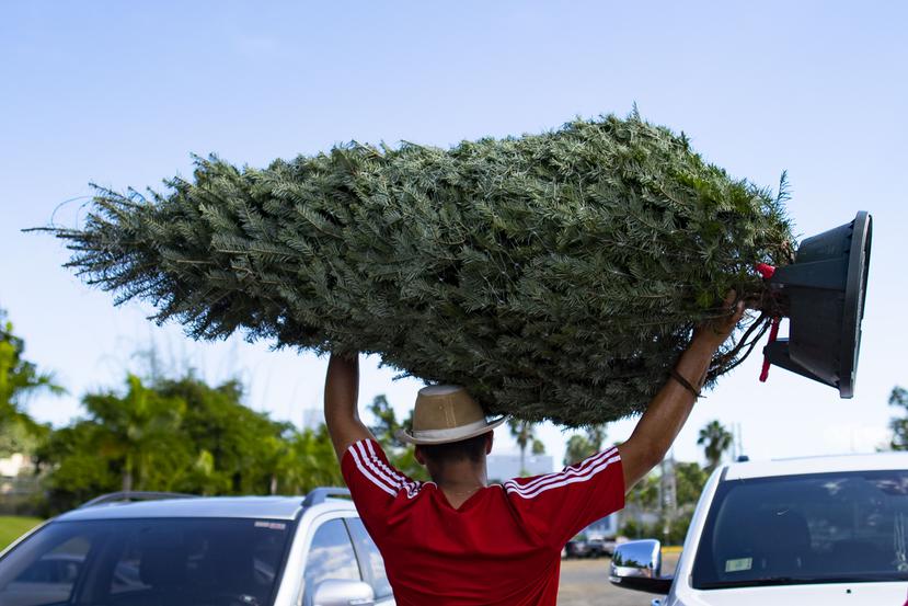 Imagen de archivo de un hombre cargando un árbol de Navidad en Guaynabo.