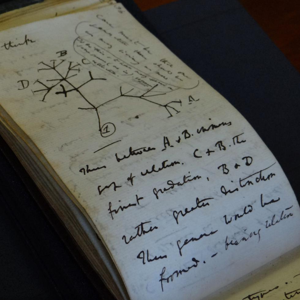En esta imagen, distribuida por la Biblioteca de la Universidad de Cambridge el 5 de abril de 2022, se muestra un boceto del Árbol de la Vida en uno de los cuadernos del naturalista Charles Darwin, que fueron devueltos recientemente tras su desaparición en 2001, en Cambridge, Inglaterra.