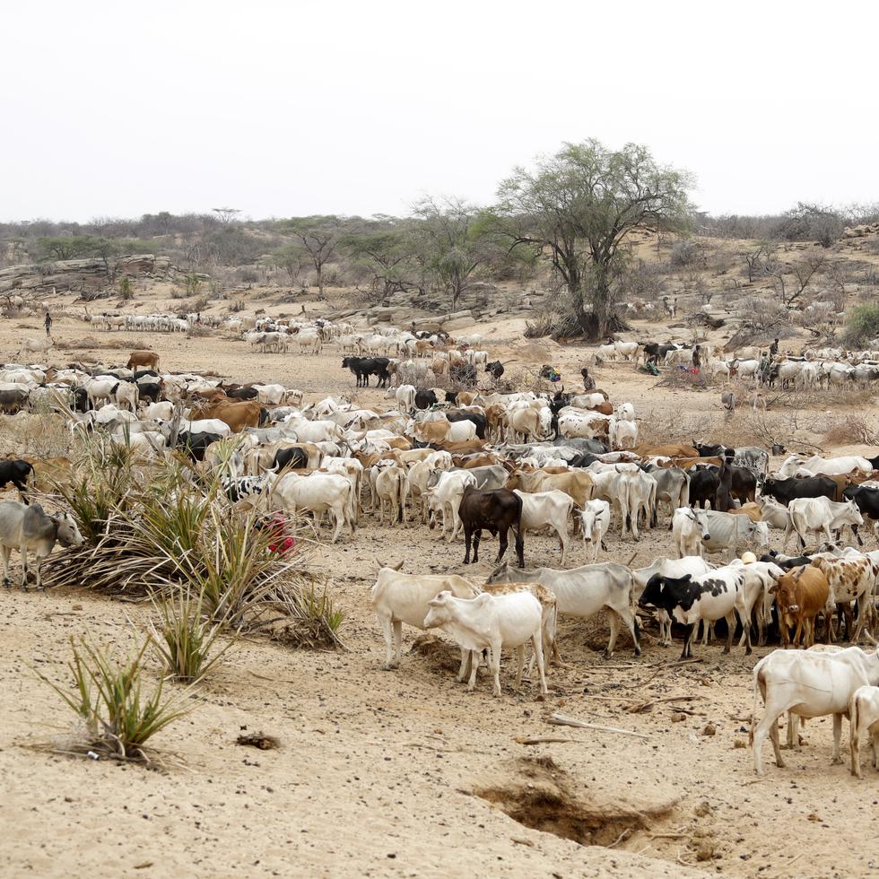 El ántrax, o carbunco, generalmente afecta a ganado como vacas, ovejas y cabras, así como a herbívoros silvestres.