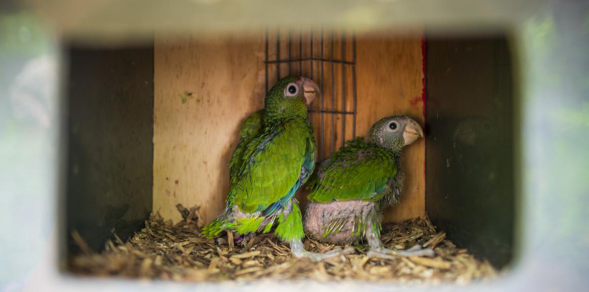 Por primera vez desde 1992, cuando se estableció el aviario de la cotorra puertorriqueña en el Bosque Estatal de Río Abajo, en Utuado, más de 200 volarán libremente en su hábitat.