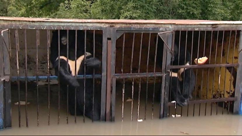 Uno de los osos del zoológico Isla Verde en Ussuriysk se ahogó al desbordarse el domingo un río debido a un aluvión que causó el tifón Goni.