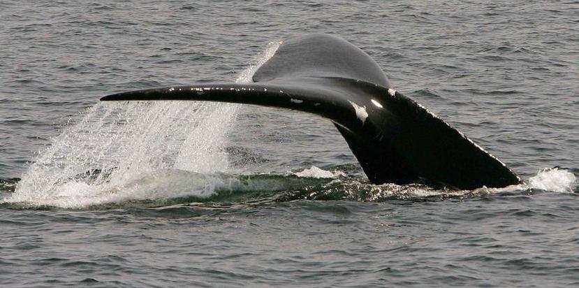 Los biólogos tomaron muestras de la piel y las barbas de la ballena azul, que serán analizadas para tratar de determinar por qué murió (AP/Archivo).