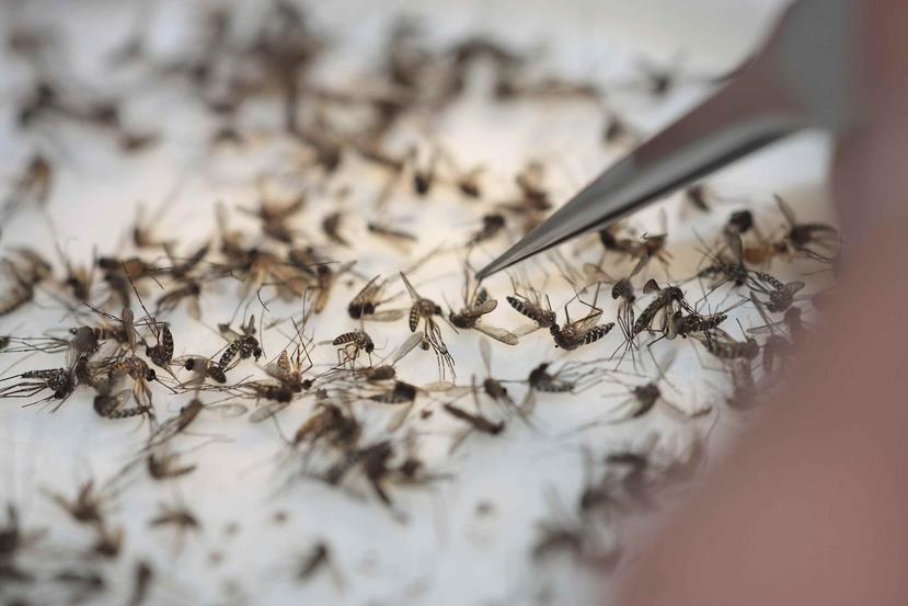 El dengue se contagia a través del mosquito aedes aegypti. (GFR Media)