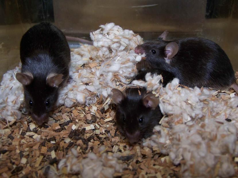 Para el estudio los ratones serán manipulados genéticamente para hacerles susceptibles de infectarse. (Archivo)