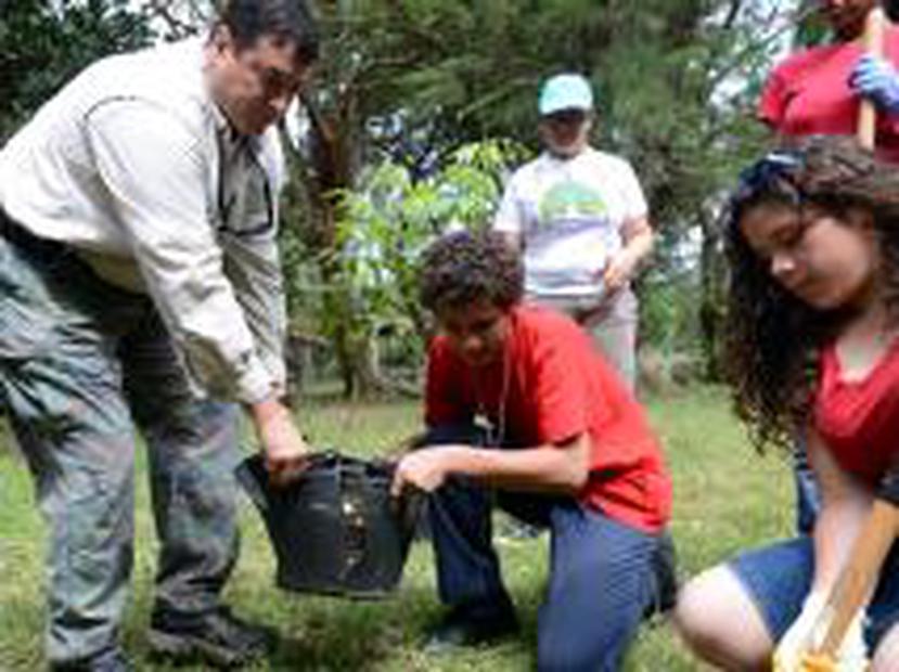 En el Bosque  de Piñones fueron sembradas 10 cobanas negras. En 2009, según el oficial  de manejo del bosque, Herminio Díaz, (arriba, plantando junto al joven Juan José Torres, del grupo de voluntarios del Programa del Estuario de la Bahía de San Juan) había solo un ejemplar adulto de este árbol en el bosque. Abajo, la voluntaria Karina Guerrero. (ANA.ABRUNA@GFRMEDIA.COM)