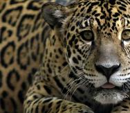 El jaguar es una especie protegida en Guyana y aparece en el escudo de armas del país. (AFP)