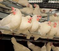 Esta foto del 2017 muestra a pollos en un recinto sin jaulas en una granja avícola en Iowa. (Versova via AP)