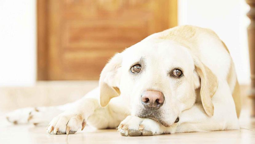 La ley federal exige pruebas en animales en medicamentos para humanos. (Shutterstock)