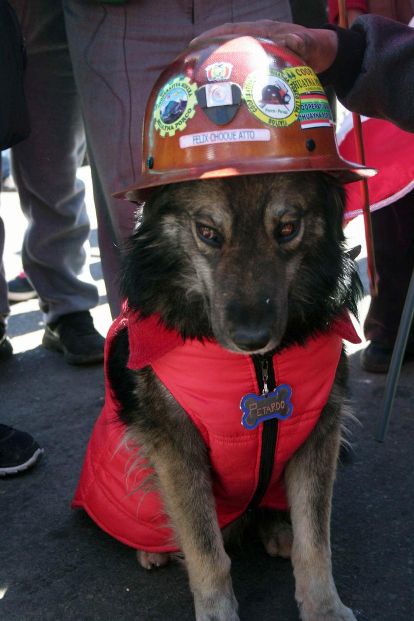 Petardo lleva ese nombre porque, a diferencia de otros perros, no salía corriendo ante los estallidos de cargas de dinamita escuchados a diario en las protestas. (EFE)