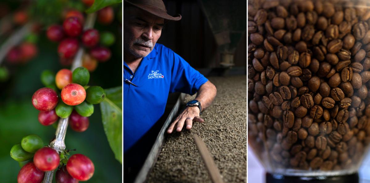 Hacienda San Pedro en Jayuya: sin suficientes manos para cosechar café
