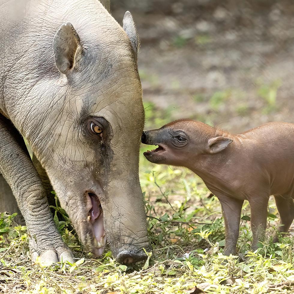 El babirusa, que permanece recluido con su madre en una zona privada y cuyo sexo aún no se ha determinado, nació el viernes 15 de diciembre de Maggie, una hembra de casi cinco años.