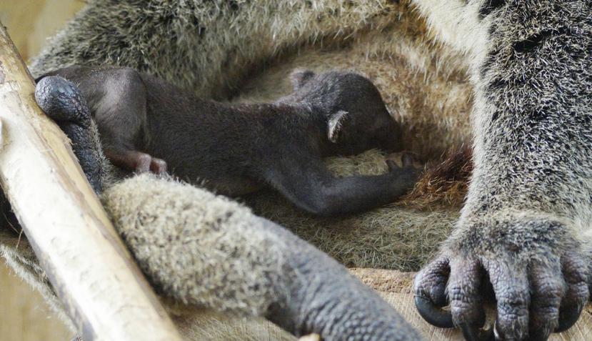 El cuscús recién nacido con su madre, en el zoológico de Varsovia, Polonia (AP).