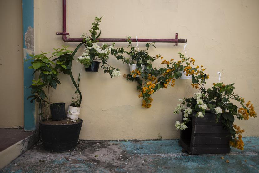Un jardín colgante de flores representa a las apicultoras de Puerto Rico.