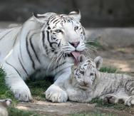 Uno de los cachorros de tigre blanco de Bengala juega con su madre una tigresa de nombre Clarita. (EFE)