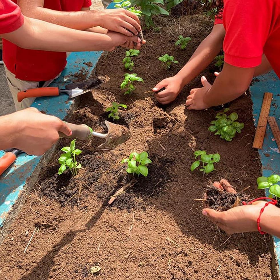 Estudiantes de la Escuela Intermedia Berwind y vecinos del Residencial San Martín lideran dos proyectos agroecológicos para ofrecer seguridad alimentaria a la comunidad de Sabana Llana.

Foto suministrada