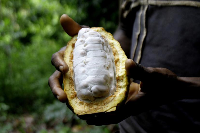 Sylvain N'goran, que cultiva cacao desde hace 17 años, sostiene un fruto de cacao en la mano en el pueblo de Bocanda, al norte de Abiyán, Costa de Marfil.
