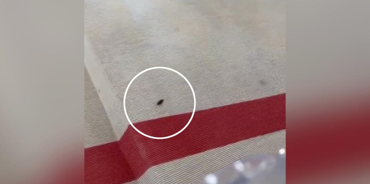 Cucaracha se roba el show en alfombra de MET Gala
