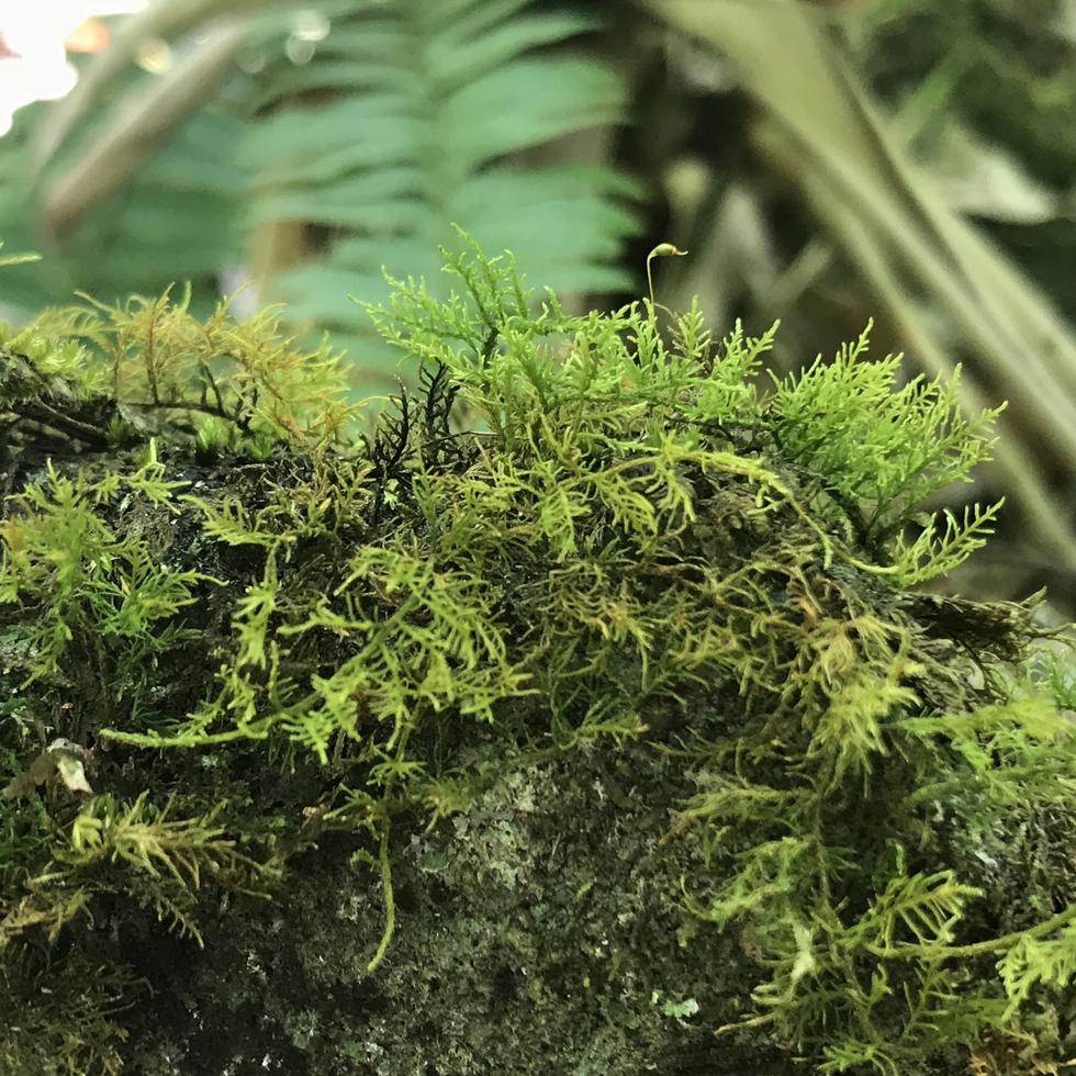 Las briofitas, conocidas como musgos, son un conjunto de plantas terrestres pequeñas que crecen sobre rocas, troncos y otras superficies, y que abundan en ambientes húmedos.