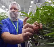 FILE — In this Aug. 22, 2019, file photo, Nate McDonald, General Manager of Curaleaf NY operations, talks about medical marijuana plants during a media tour of the Curaleaf medical cannabis cultivation and processing facility, in Ravena, N.Y. New Yorkers can now possess and use up to 3 ounces of cannabis under a legalization bill signed Wednesday, March 31, 2021, by Gov. Andrew Cuomo, while sales of recreational-use marijuana won't become legal for an estimated 18 months until the state draws up regulations. (AP Photo/Hans Pennink, File)