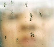 El país solo habia reportado una muerte por el ataque combinado de los virus zika y chikunguña. (AP)