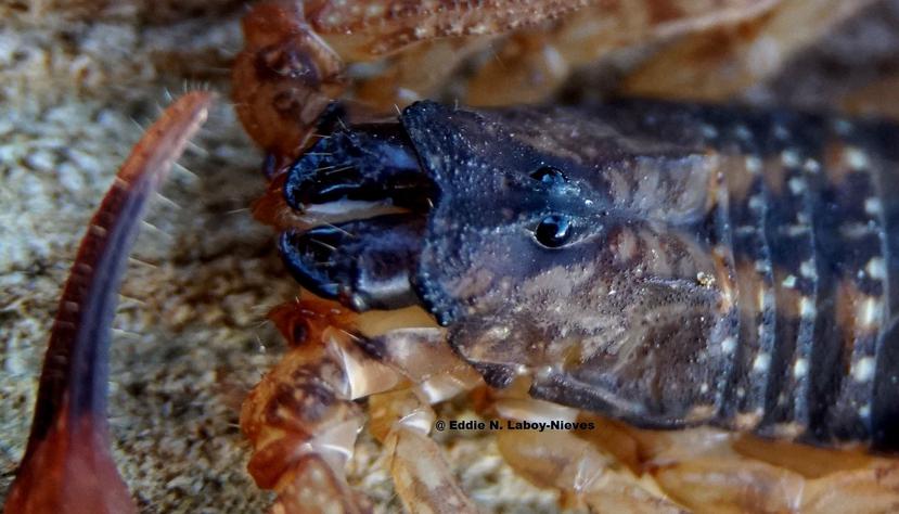 El escorpión moteado es un cazador nocturno oportunista que emplea la estrategia del acecho.