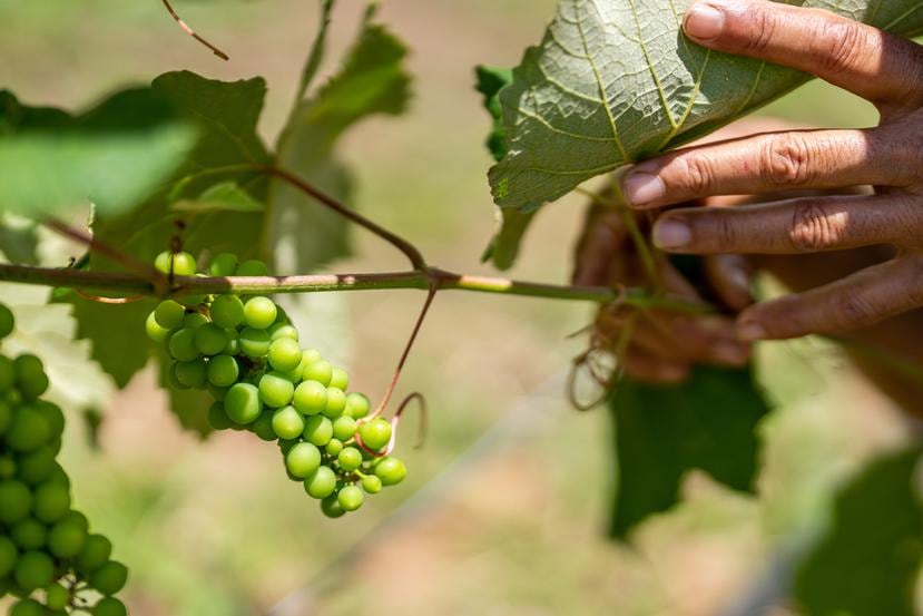Debido al clima tropical, hacen dos cosechas de uva al año, en vez de una.