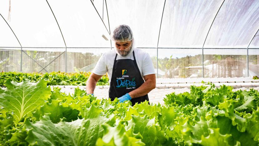 World Central Kitchen Puerto Rico adquiere las cosechas de agricultores locales para utilizarlas en la confección de comidas para los trabajadores de la salud, hogares de ancianos y policías. (Suministrada)